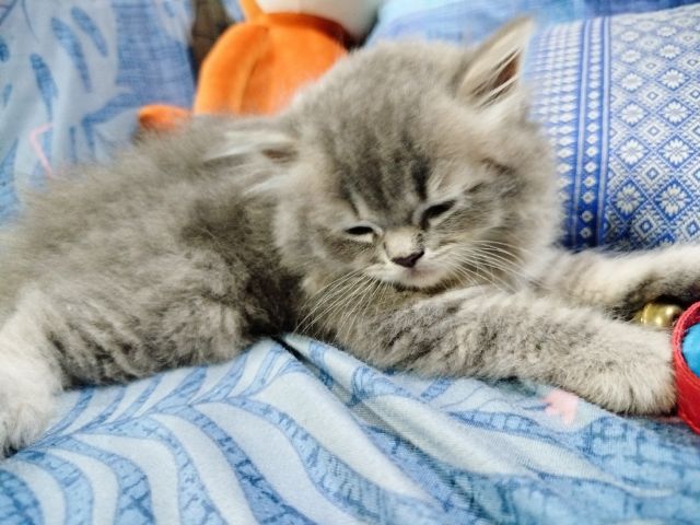 แมวสก็อตติชโฟลด์ รูปที่ 4