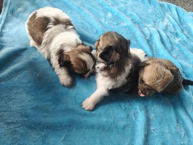 ลูกสุนัขพันธุ์เล็กตัวเมีย2ตัวผู้1อายุ1เดือน รูปที่ 8