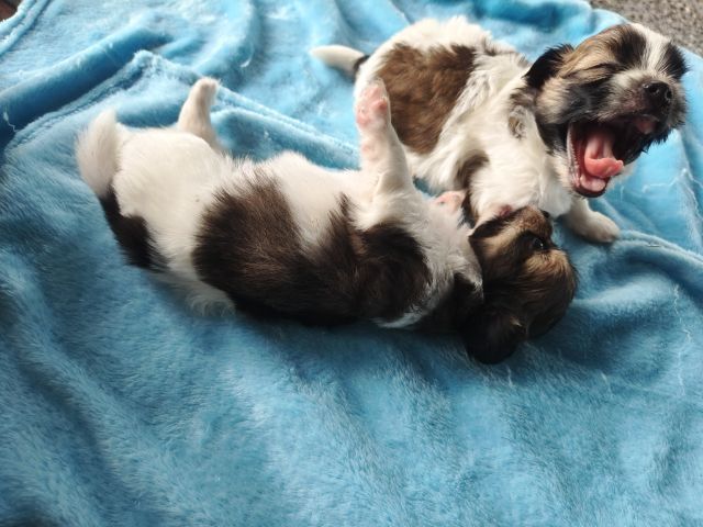 ลูกสุนัขพันธุ์เล็กตัวเมีย2ตัวผู้1อายุ1เดือน รูปที่ 10