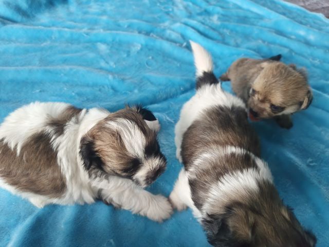 ลูกสุนัขพันธุ์เล็กตัวเมีย2ตัวผู้1อายุ1เดือน รูปที่ 12