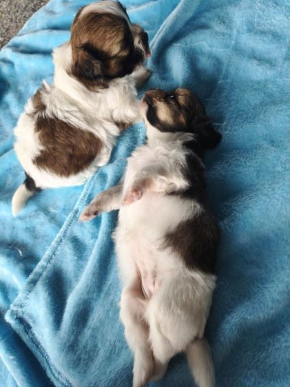 ลูกสุนัขพันธุ์เล็กตัวเมีย2ตัวผู้1อายุ1เดือน รูปที่ 11