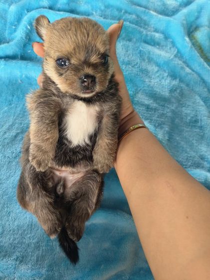 ลูกสุนัขพันธุ์เล็กตัวเมีย2ตัวผู้1อายุ1เดือน รูปที่ 9