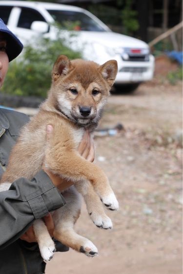 ลูกสุนัข ชิบะ รูปที่ 3