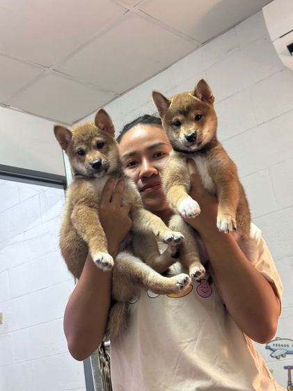 ลูกสุนัข ชิบะ