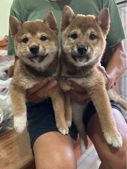 ลูกสุนัข ชิบะ รูปที่ 4