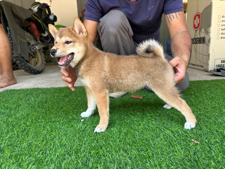 ลูกสุนัข ชิบะ รูปที่ 6