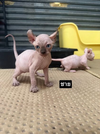 สฟิงซ์ (Sphynx) แมวสฟิงซ์
