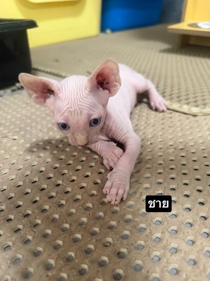 แมวสฟิงซ์ รูปที่ 3