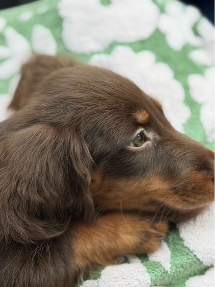 Dachshund chocolate tan เพศชาย รูปที่ 2