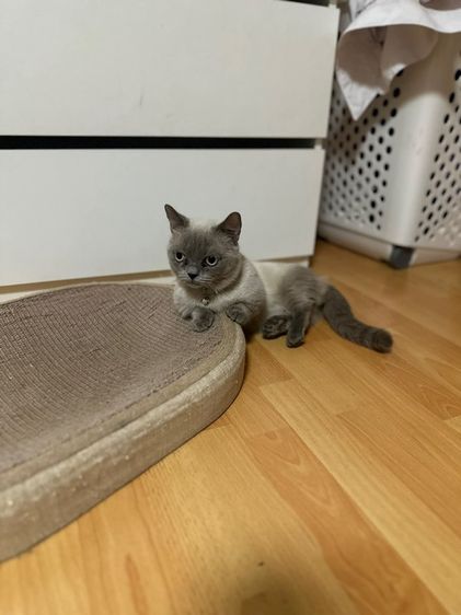 พ่อพันขาสั้น สีสวย อายุ1.6ปี รูปที่ 2