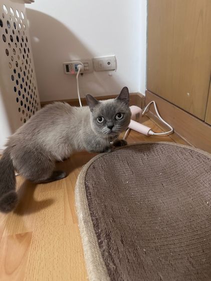 พ่อพันขาสั้น สีสวย อายุ1.6ปี รูปที่ 6