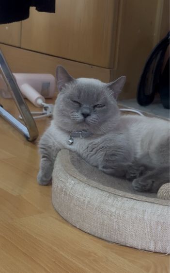 พ่อพันขาสั้น สีสวย อายุ1.6ปี รูปที่ 5