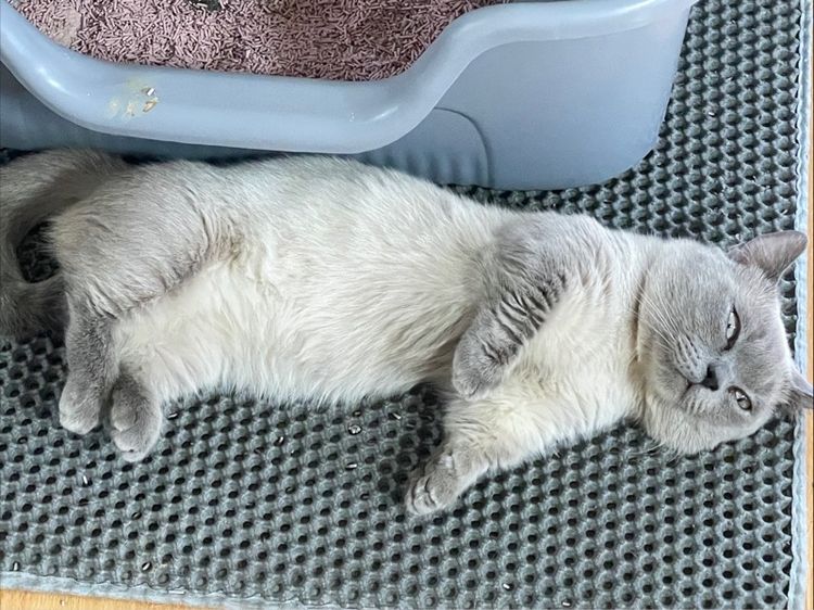 พ่อพันขาสั้น สีสวย อายุ1.6ปี รูปที่ 3