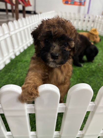 ขายลูดพุดเดิ้ลทอยสีเรดเซเบิ้ลเพศเมีย  รูปที่ 3