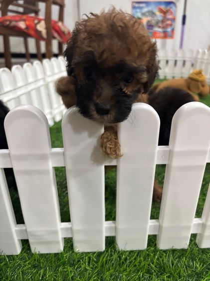 ขายลูดพุดเดิ้ลทอยสีเรดเซเบิ้ลเพศเมีย  รูปที่ 4