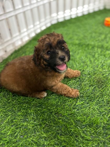 ขายลูดพุดเดิ้ลทอยสีเรดเซเบิ้ลเพศเมีย  รูปที่ 6