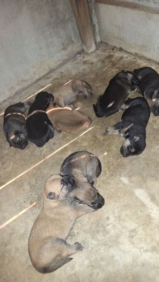 ลูครึง ไทย-เยอรมันฯ รูปที่ 8