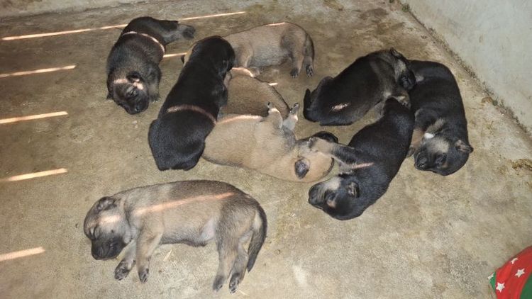 ลูครึง ไทย-เยอรมันฯ รูปที่ 5