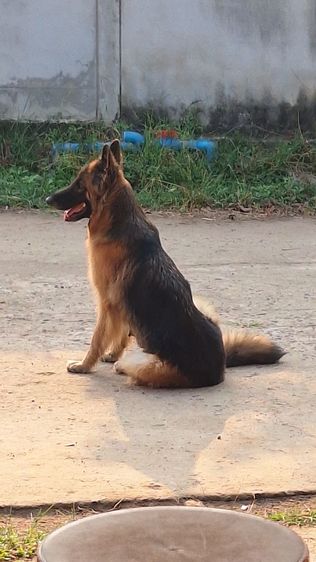 ลูครึง ไทย-เยอรมันฯ รูปที่ 4