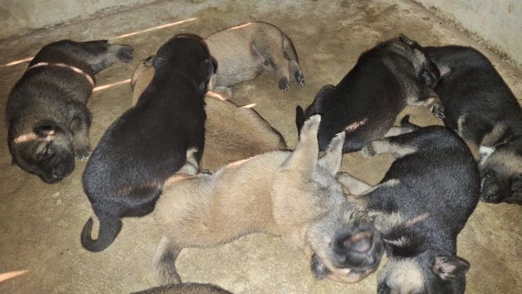 ลูครึง ไทย-เยอรมันฯ รูปที่ 6