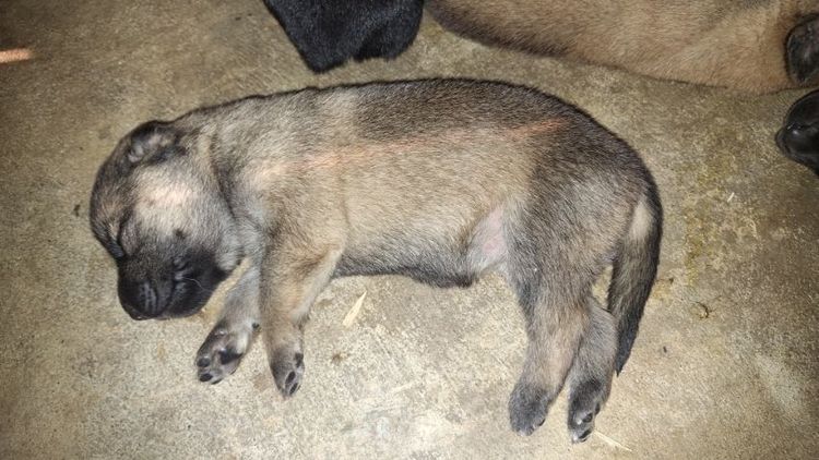 ลูครึง ไทย-เยอรมันฯ รูปที่ 7