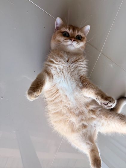 แมวบริติช รูปที่ 4