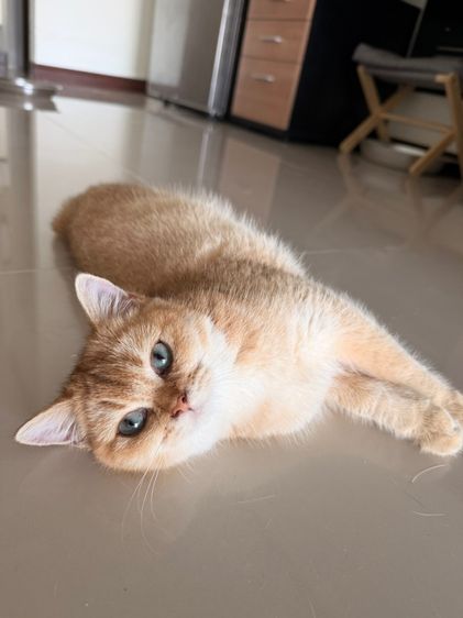 แมวบริติช รูปที่ 5