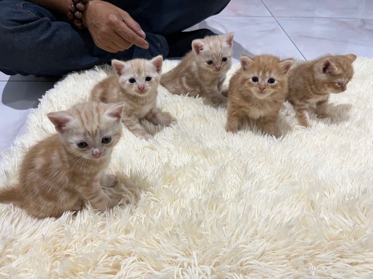 น้องอเมริกันส้ม  รูปที่ 15