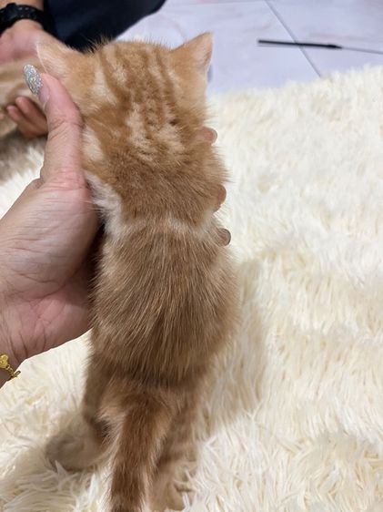 น้องอเมริกันส้ม  รูปที่ 5