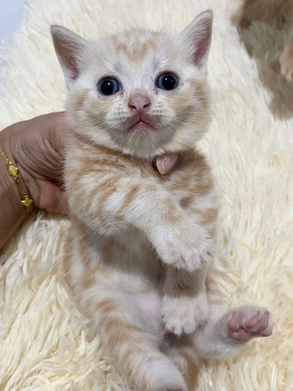 น้องอเมริกันส้ม  รูปที่ 17