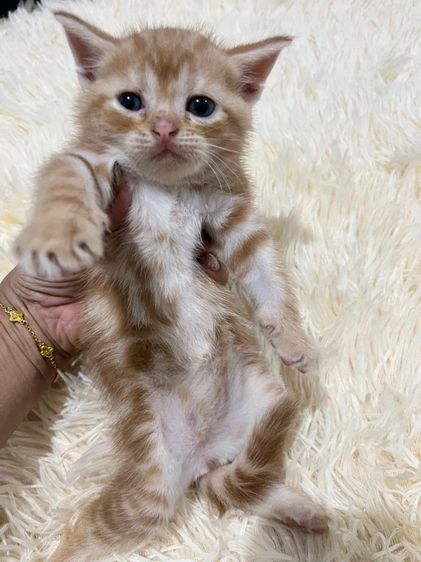 น้องอเมริกันส้ม  รูปที่ 7