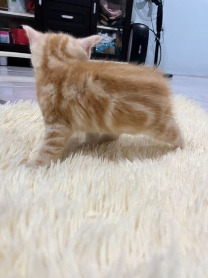 น้องอเมริกันส้ม  รูปที่ 11