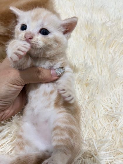น้องอเมริกันส้ม  รูปที่ 13