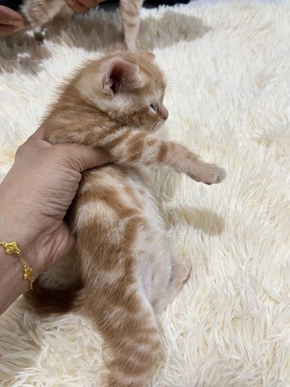 น้องอเมริกันส้ม  รูปที่ 8