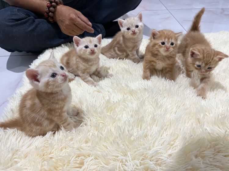 น้องอเมริกันส้ม 