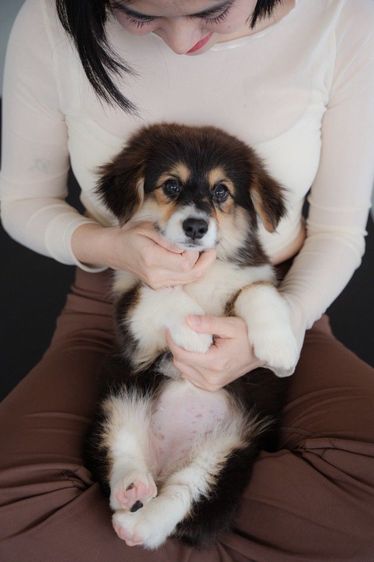 Corgi คอร์กี้เพศหญิง สามสี