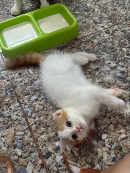 หารบ้านใหม่ค่ะ รูปที่ 10
