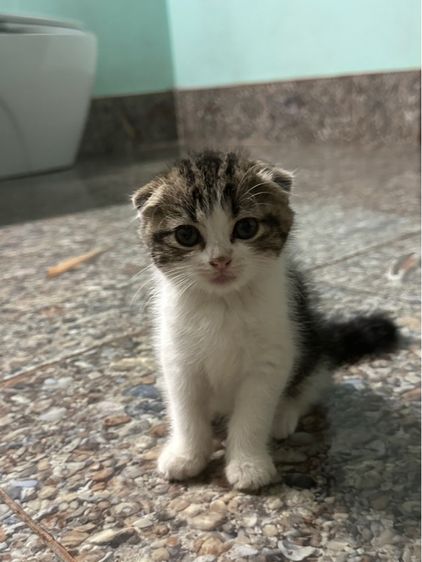 หารบ้านใหม่ค่ะ