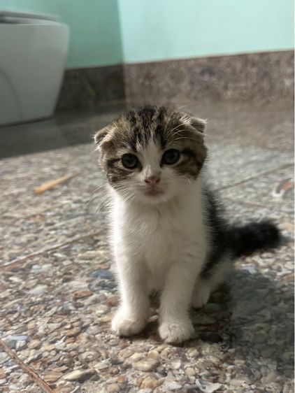 หารบ้านใหม่ค่ะ รูปที่ 8