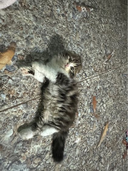 หารบ้านใหม่ค่ะ รูปที่ 6