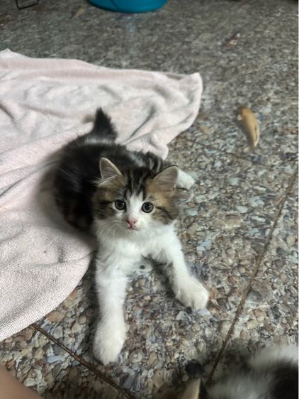 หารบ้านใหม่ค่ะ รูปที่ 17