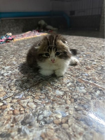 หารบ้านใหม่ค่ะ รูปที่ 12