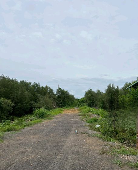 ขายที่ดินเขาย้อย