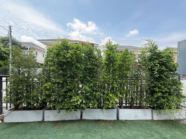 ต้นไทรเกาหลี 1.8 เมตร พร้อมกระถาง - 36 ต้น (12 กระถาง) รูปที่ 4