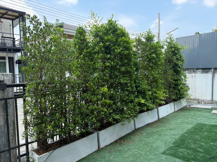 ต้นไม้จริง ต้นไทรเกาหลี 1.8 เมตร พร้อมกระถาง - 36 ต้น (12 กระถาง)