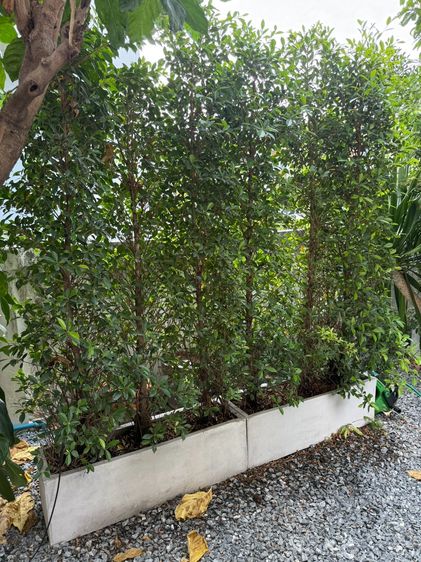 ต้นไทรเกาหลี 1.8 เมตร พร้อมกระถาง - 36 ต้น (12 กระถาง) รูปที่ 3