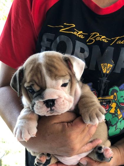 บูลด็อก (Bulldog) อิงลิชบลูด็อกเพศเมีย