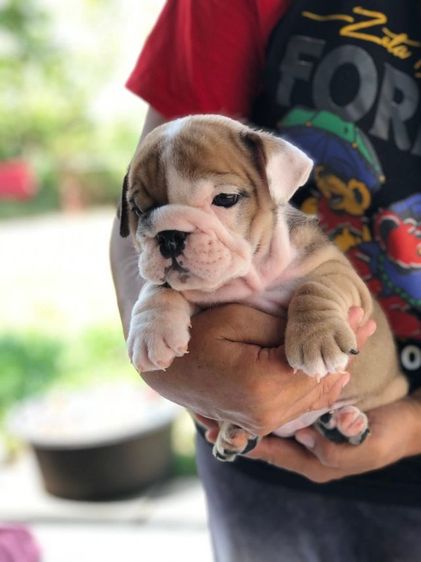 อิงลิชบลูด็อกเพศเมีย รูปที่ 4