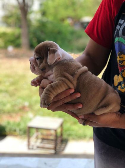 อิงลิชบลูด็อกเพศเมีย รูปที่ 3