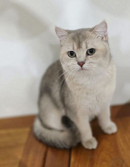 บริติช ชอร์ตแฮร์ (British Shorthair) ลดประชากร หนุ่มบริติช 1ปี